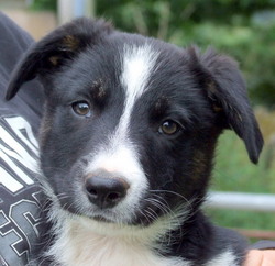 Tricolour FEMALE border collie puppy